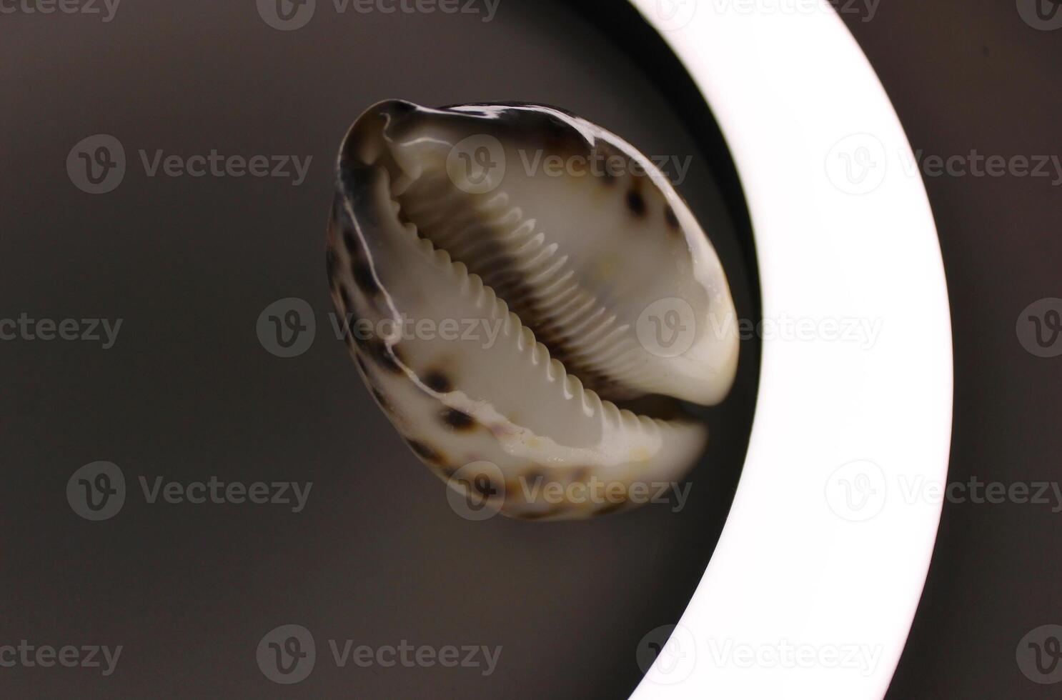 Inner Part Of Cowrie Shell Illuminated From Below photo
