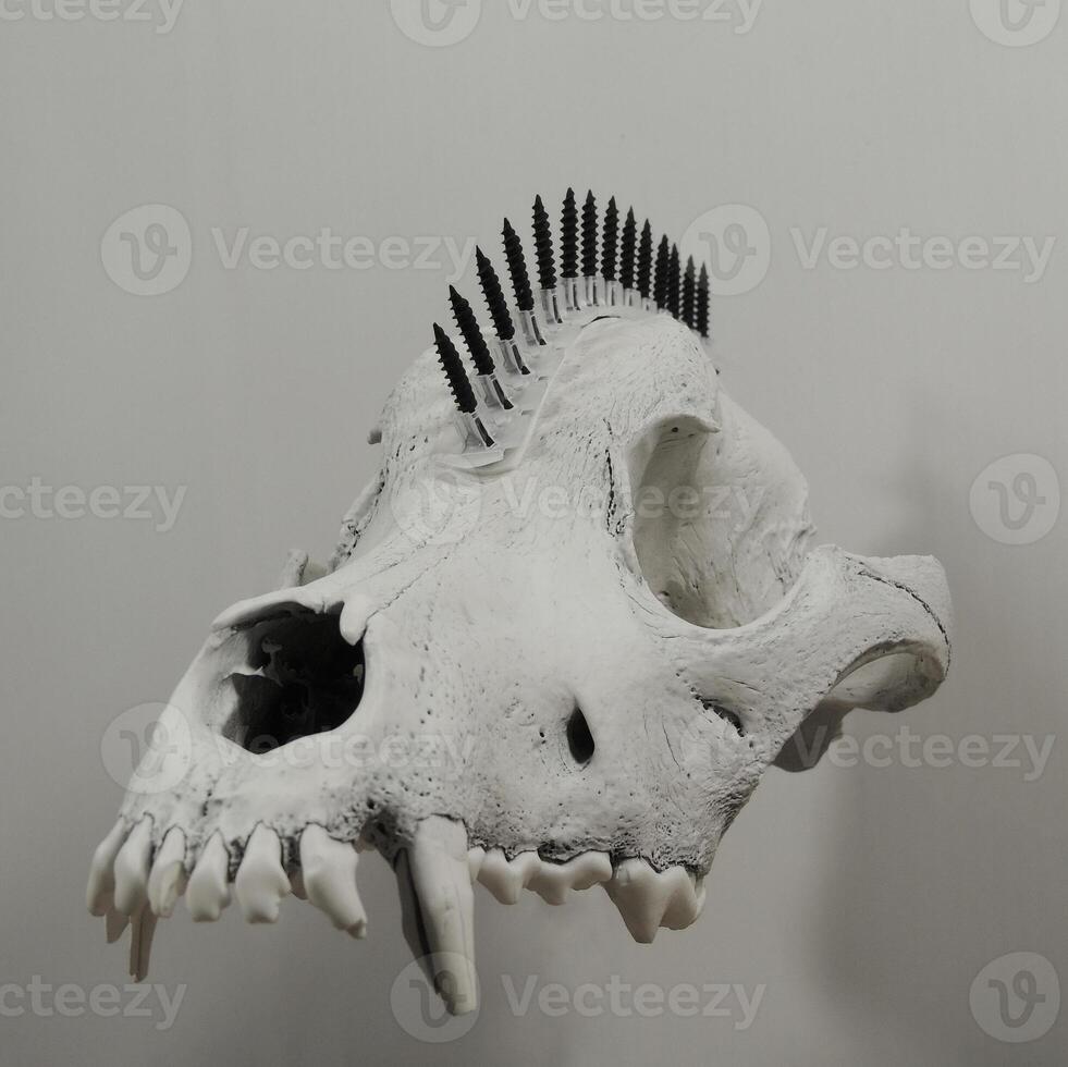 Mohican Style Hair Made With Black Screws On A Wolf Skull On Clean Background photo