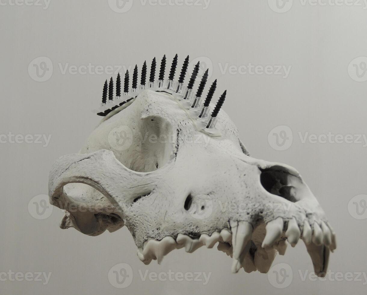 Steampunk Wolf Skull With Black Screws In Mohawk Hairstyle Floating In Air On White Background photo