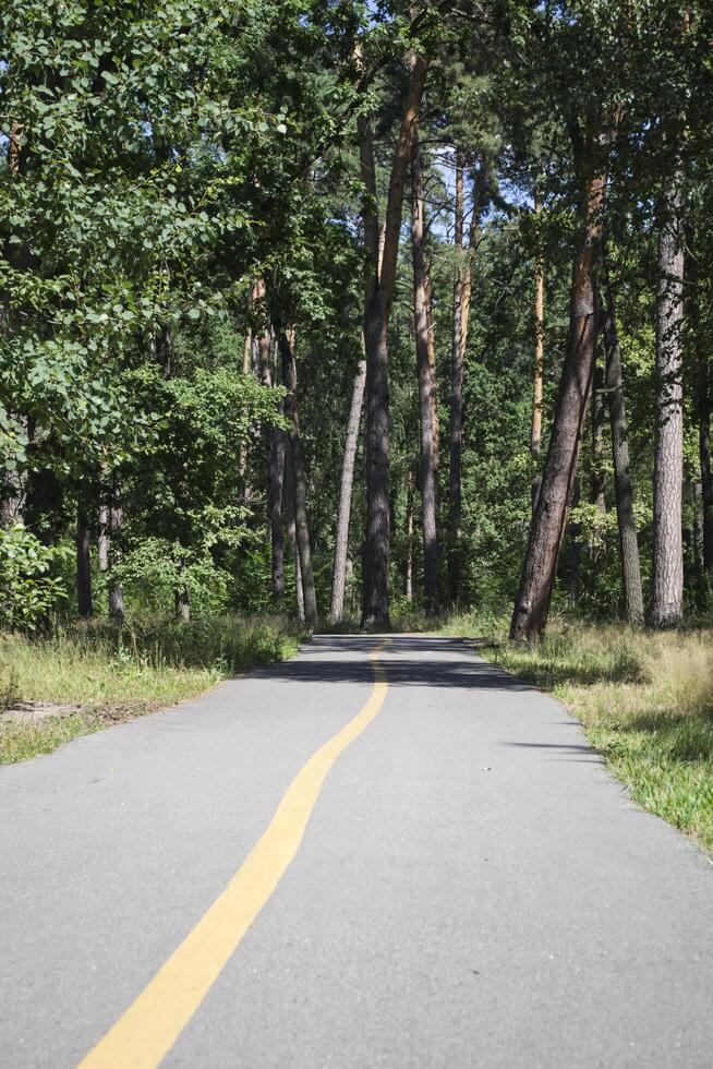 Road in the summer forest. photo