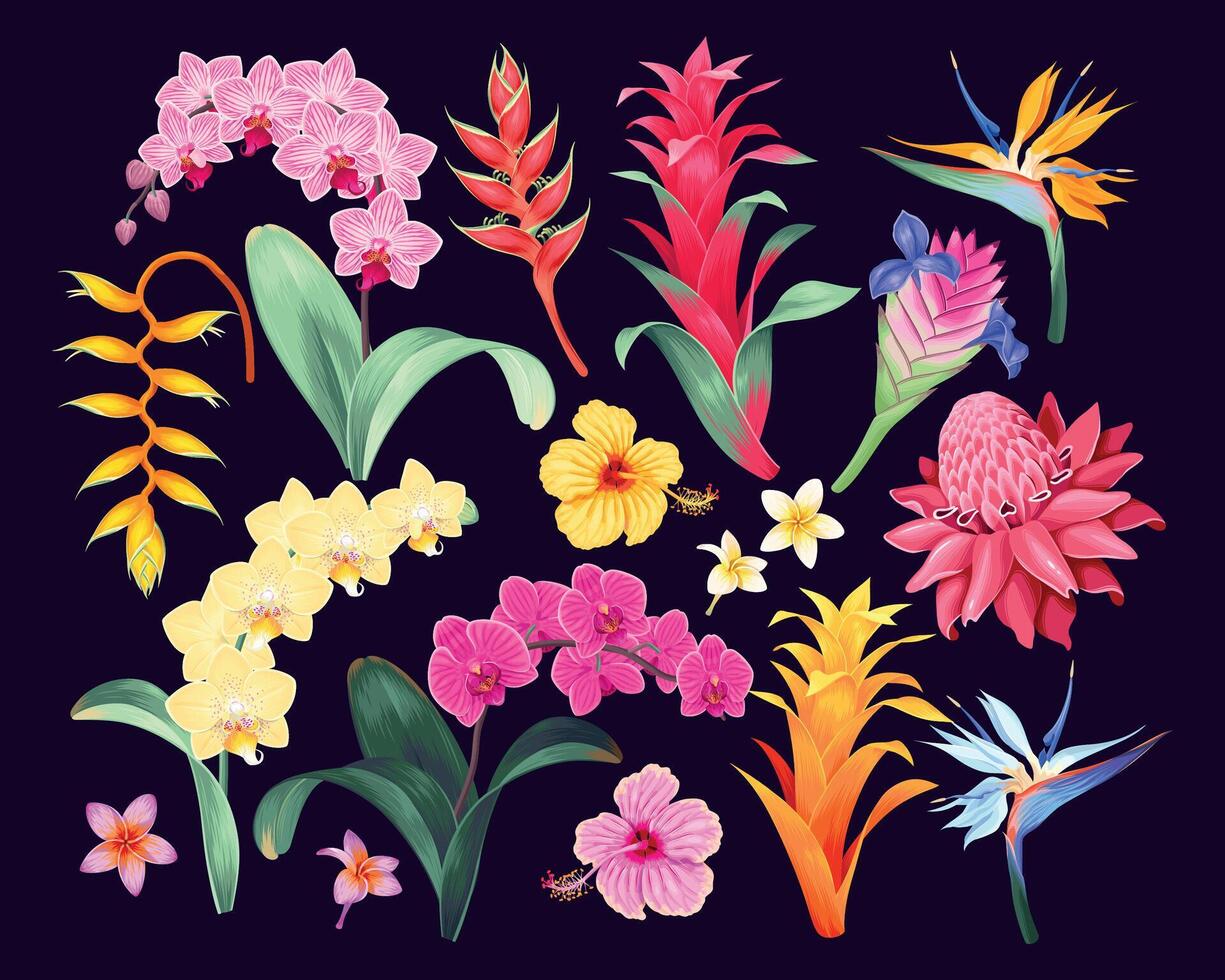 Big set of high detailed tropical flowers isolated on black background vector