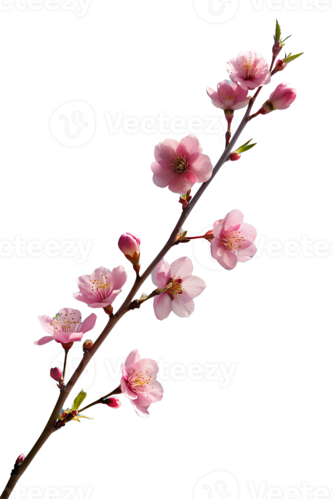 A delicate cherry blossom branch against a clear blue sky, capturing the fleeting beauty of spring isolated on transparent background png