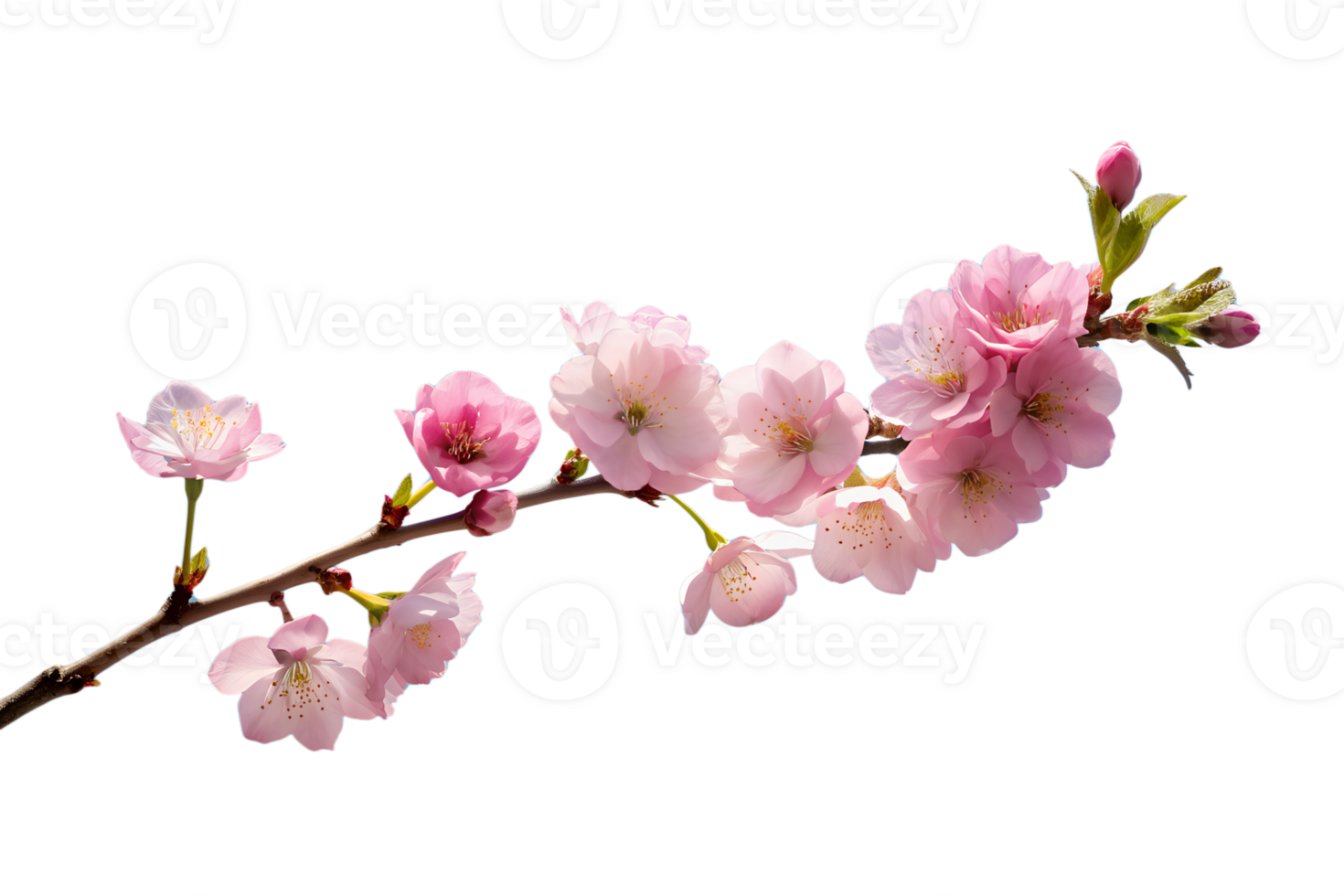 A delicate cherry blossom branch against a clear blue sky, capturing the fleeting beauty of spring isolated on transparent background png