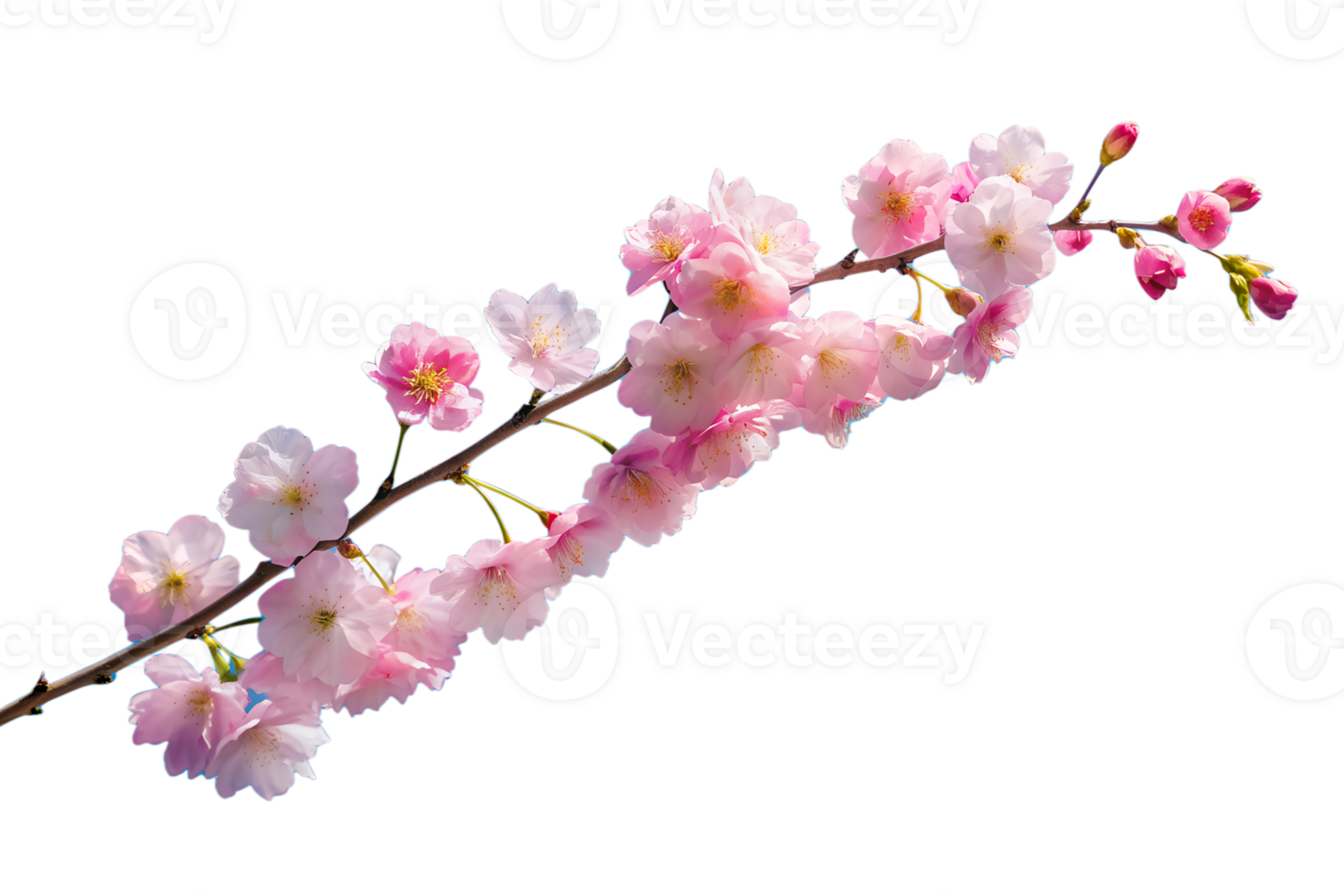 A delicate cherry blossom branch against a clear blue sky, capturing the fleeting beauty of spring isolated on transparent background png