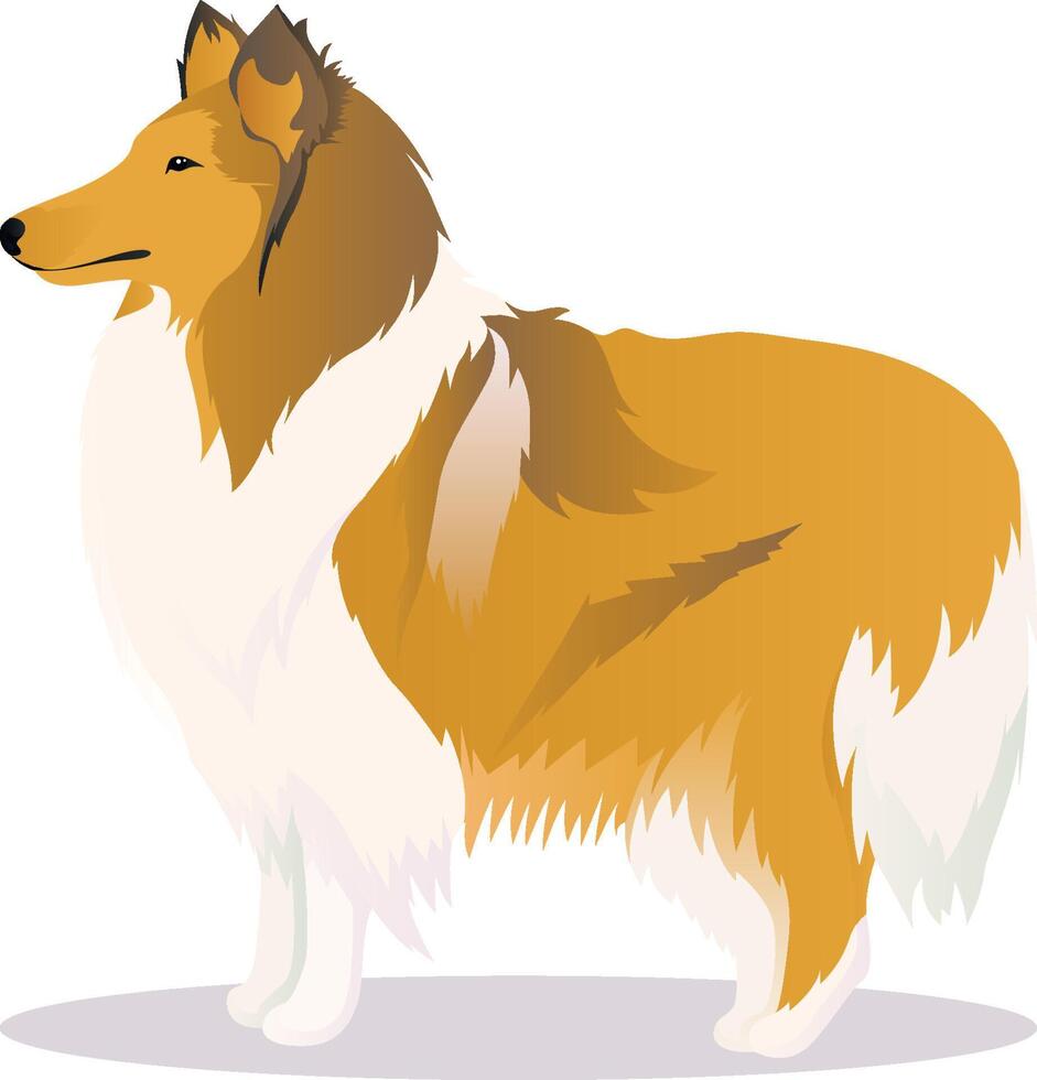 Collie dog illustration vector