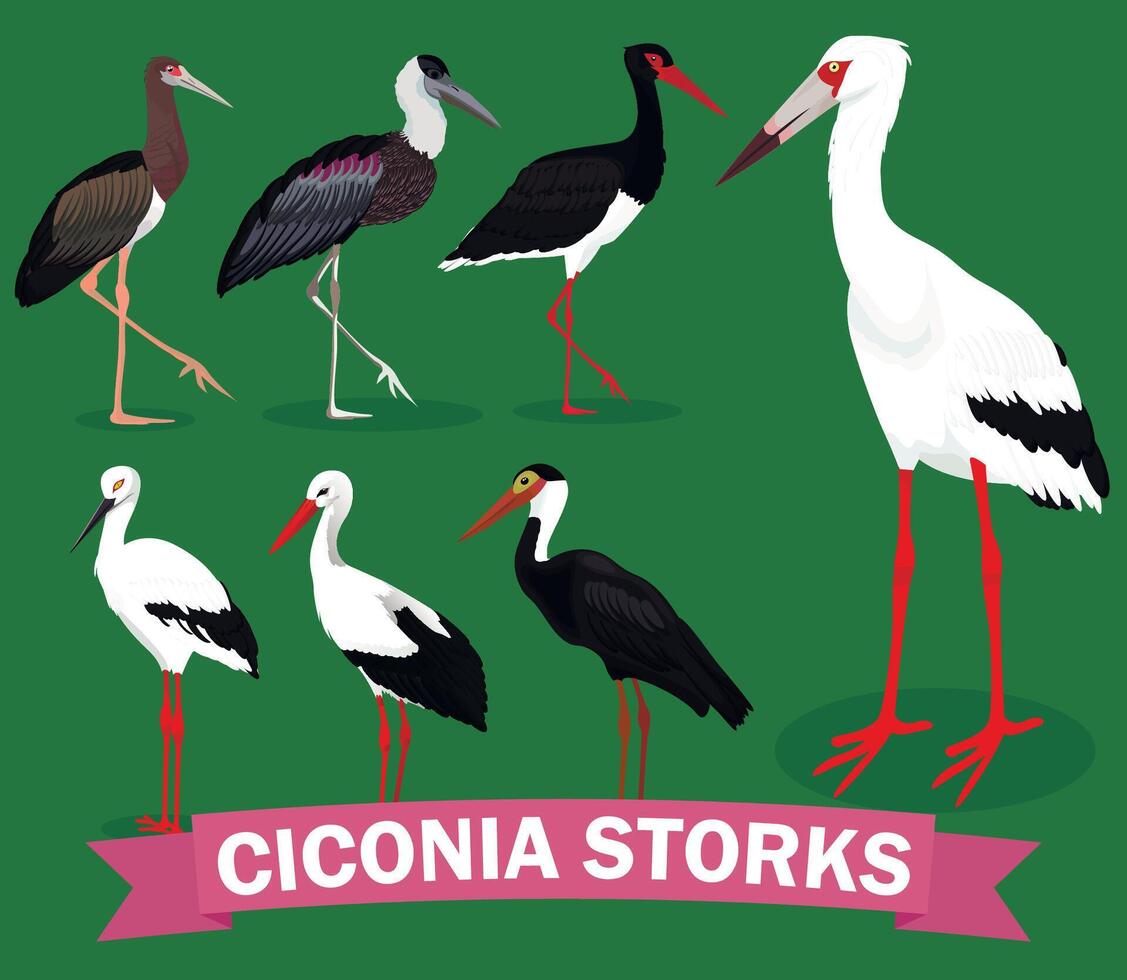 Ciconia storks set illustration vector