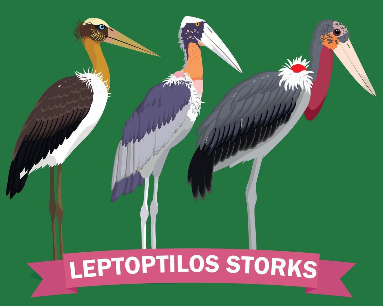 Leptoptilos cartoon genus bird illustration vector