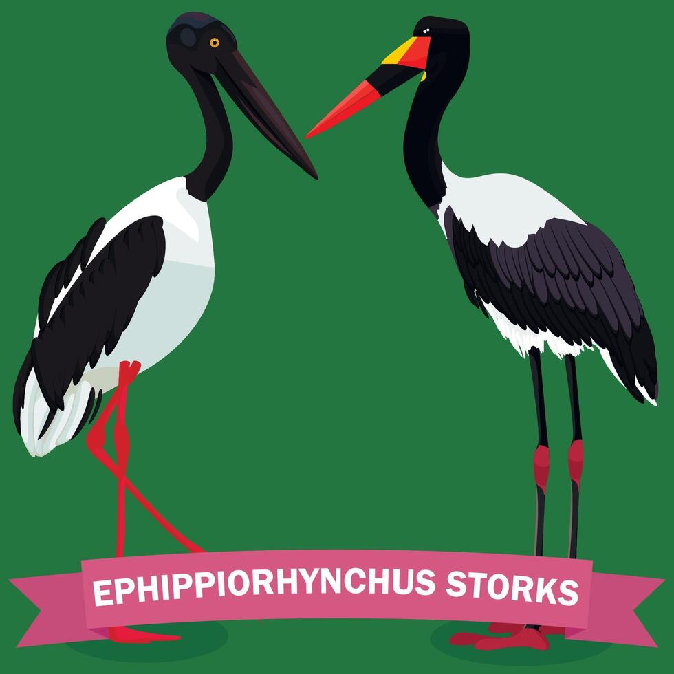 Ephippiorhynchus storks set illustration vector