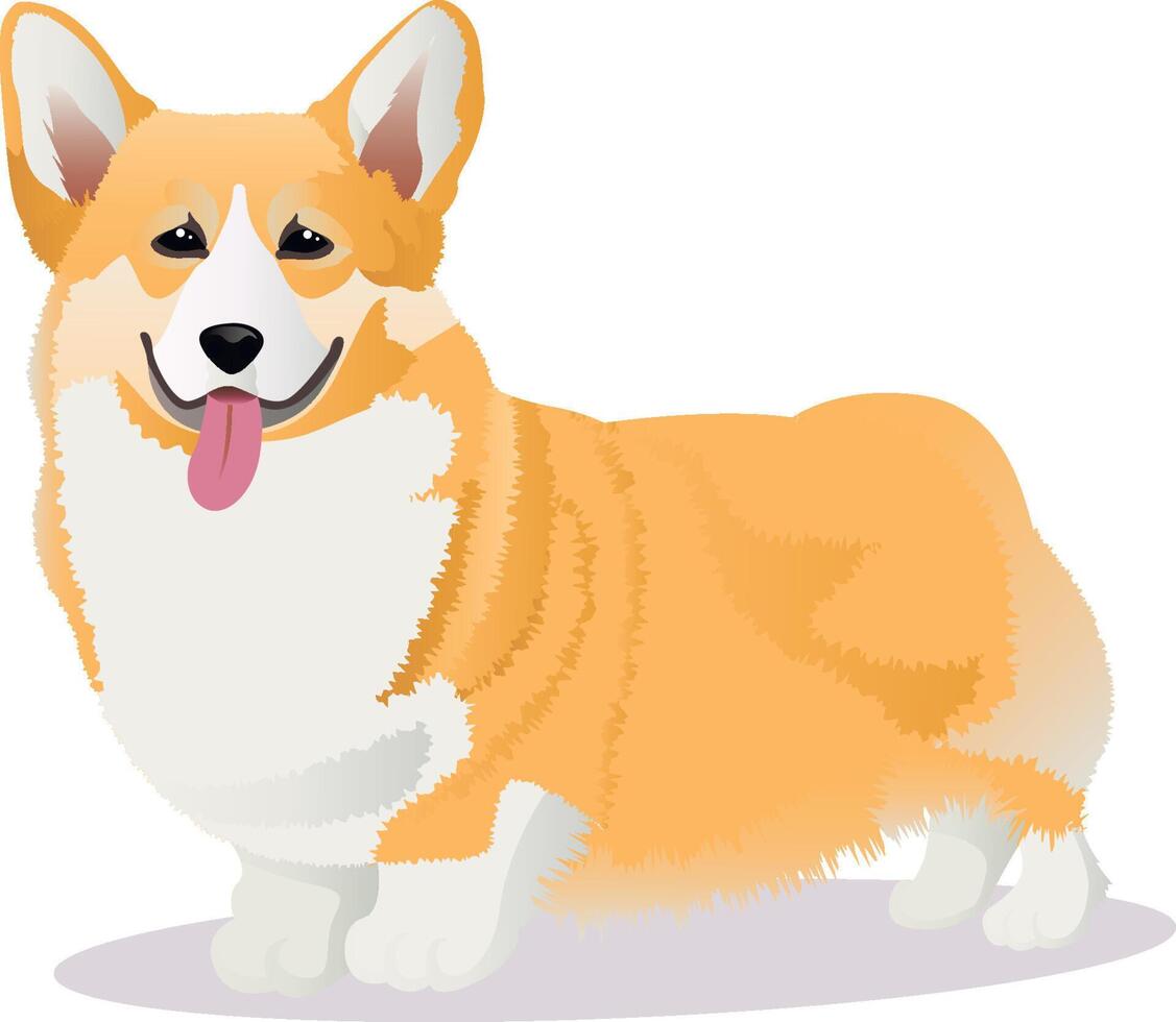 corgi raza perro vector