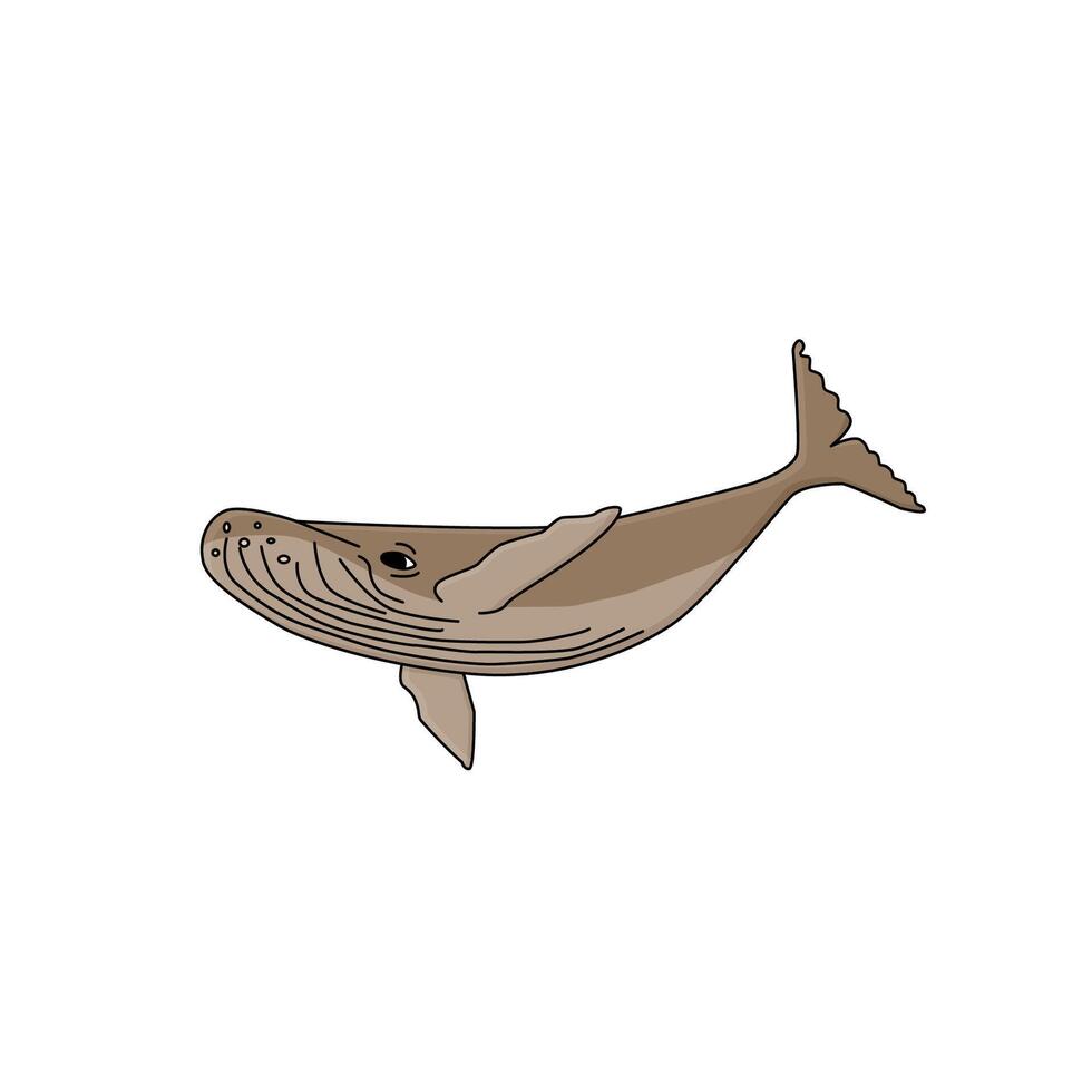 Humpback whale in the ocean. An animal of Antarctica. Cartoon hand drawn outline character on the white background vector