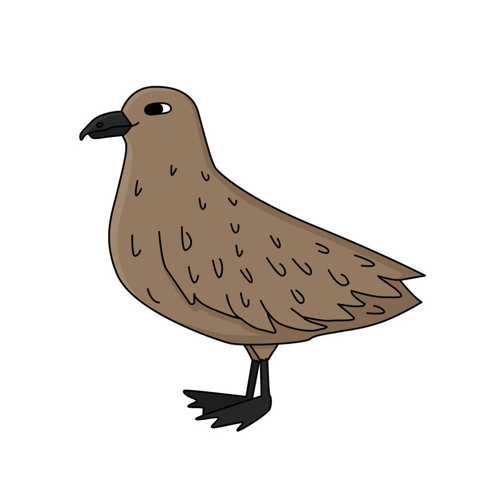 Skua bird is on the snow. Hand drawn cartoon childish isolated illustration on the white background. Polar animal in Antarctica vector