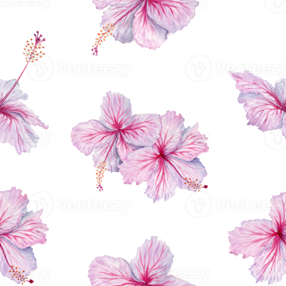 Watercolor pink hibiscus flowers seamless pattern. Floral composition on transparent background. For tea and syrup. Cosmetics, beauty, fashion prints, wallpaper, fabrics, cards, packaging designs png
