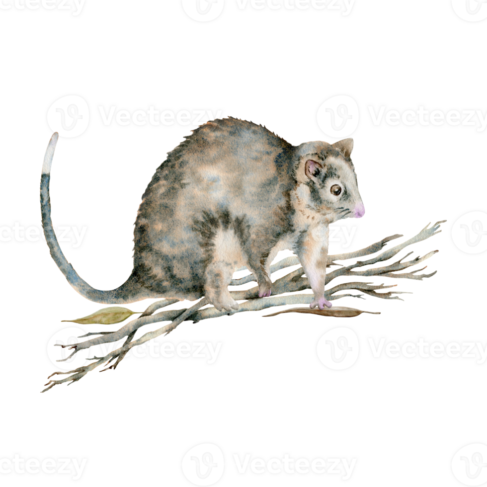 Ringtail possum walking on dry tree branches. Australian native marsupial nocturnal animal. Watercolor illustration on transparent background. Hand drawn endemic wildlife card design composition png