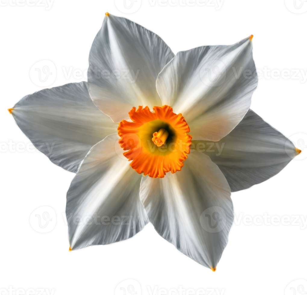 Beautiful white Daffodil flower on transparent background png