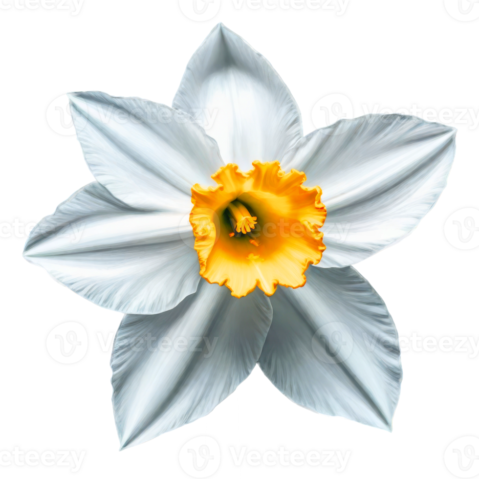 lindo branco narciso flor em transparente fundo png