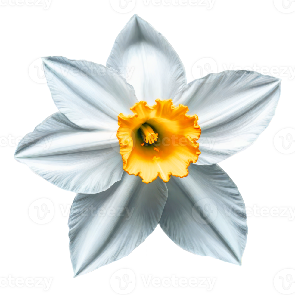 Beautiful white Daffodil flower on transparent background png