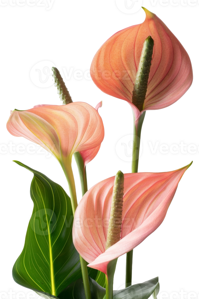 porträtt älskling hybrid blomma på transparent bakgrund png