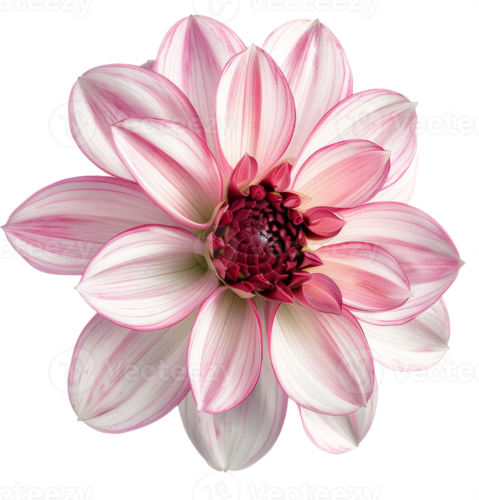 Beautiful pink Dahlia flower on transparent background png
