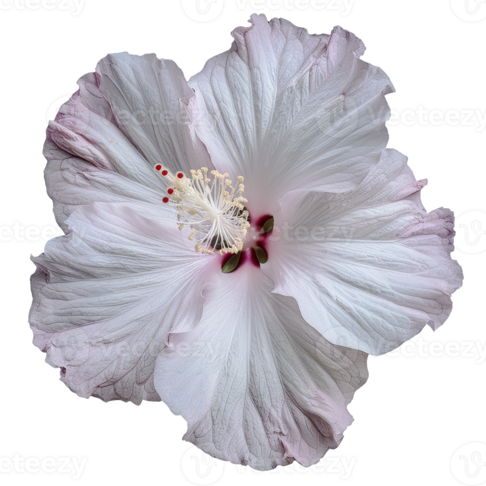 Portrait macro Hibiscus flower on transparent background png