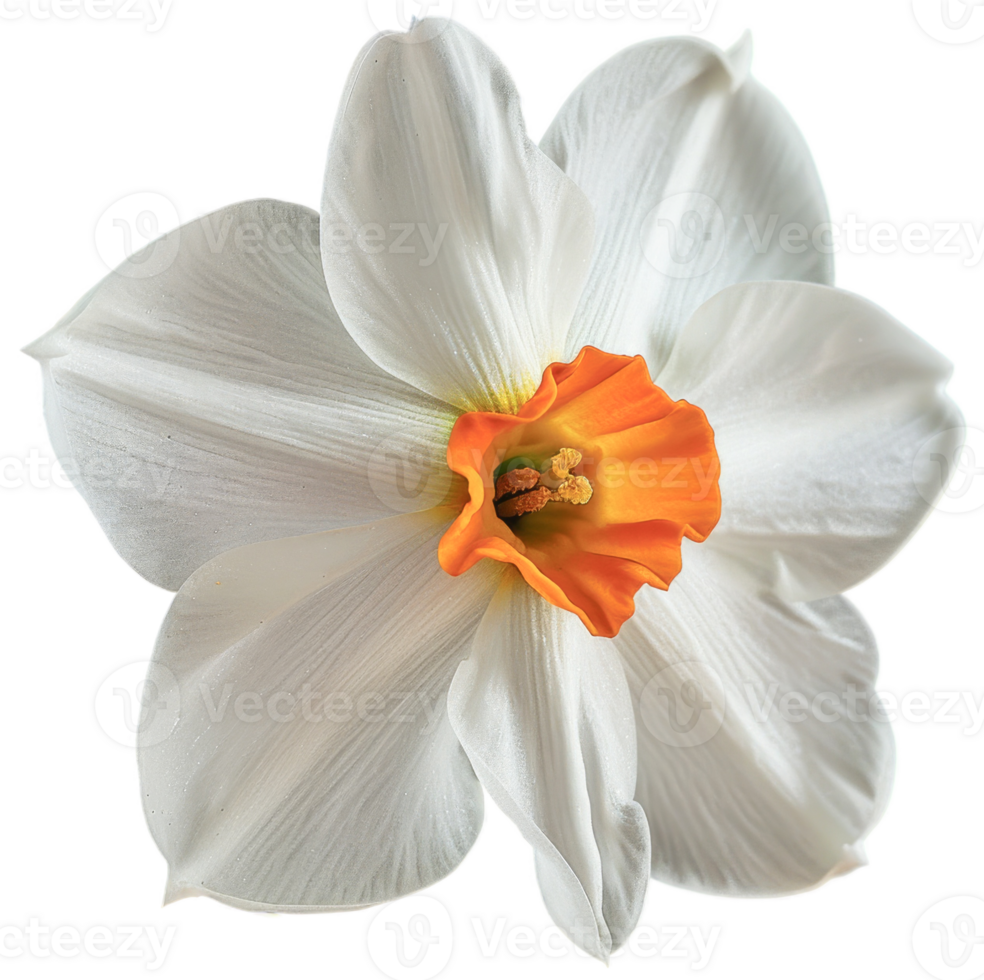 Portrait Daffodil flower on transparent background png