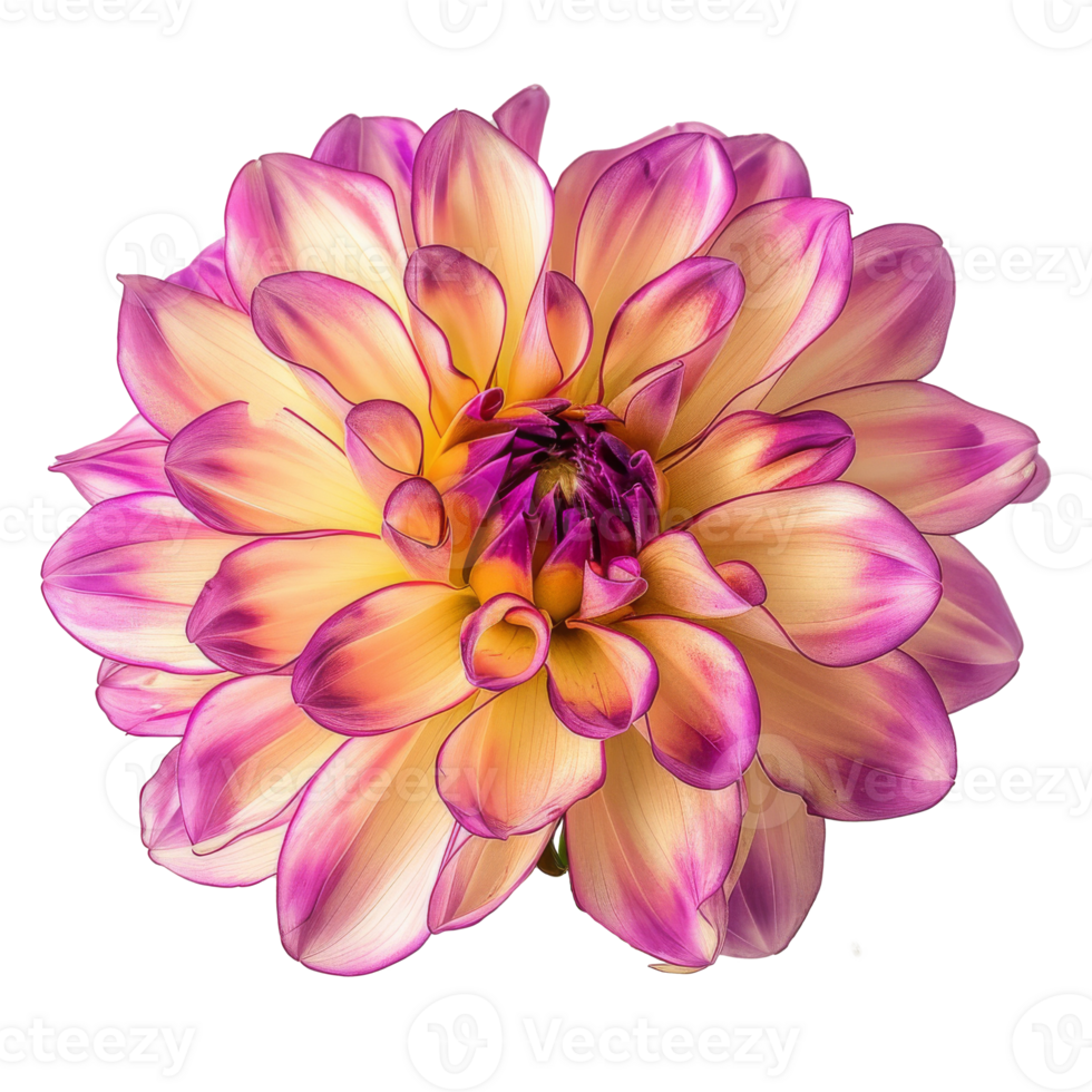 beautiful-purple-dahlia-flower-on-transparent-background-42841606-png
