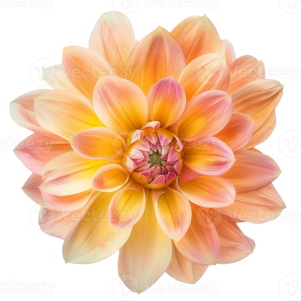Portrait Orange Dahlia flower on transparent background png