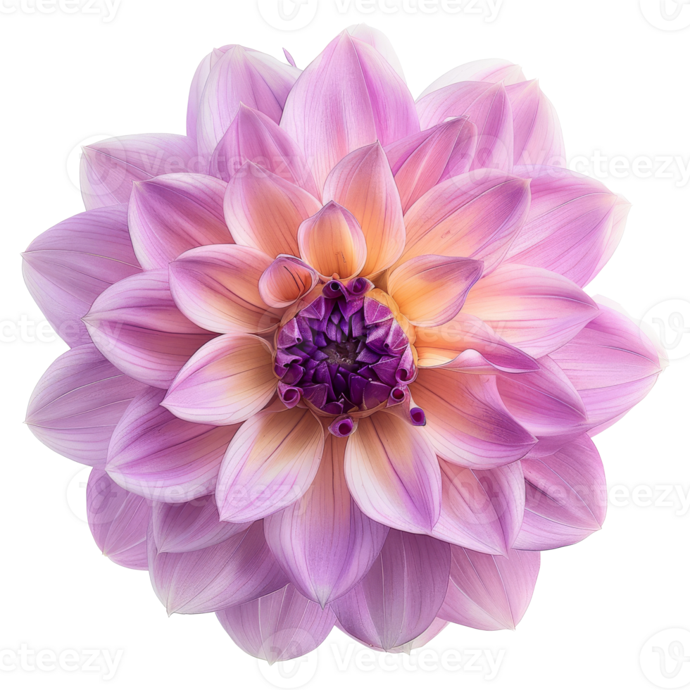 Portrait macro purple dahlia flower on transparent background png