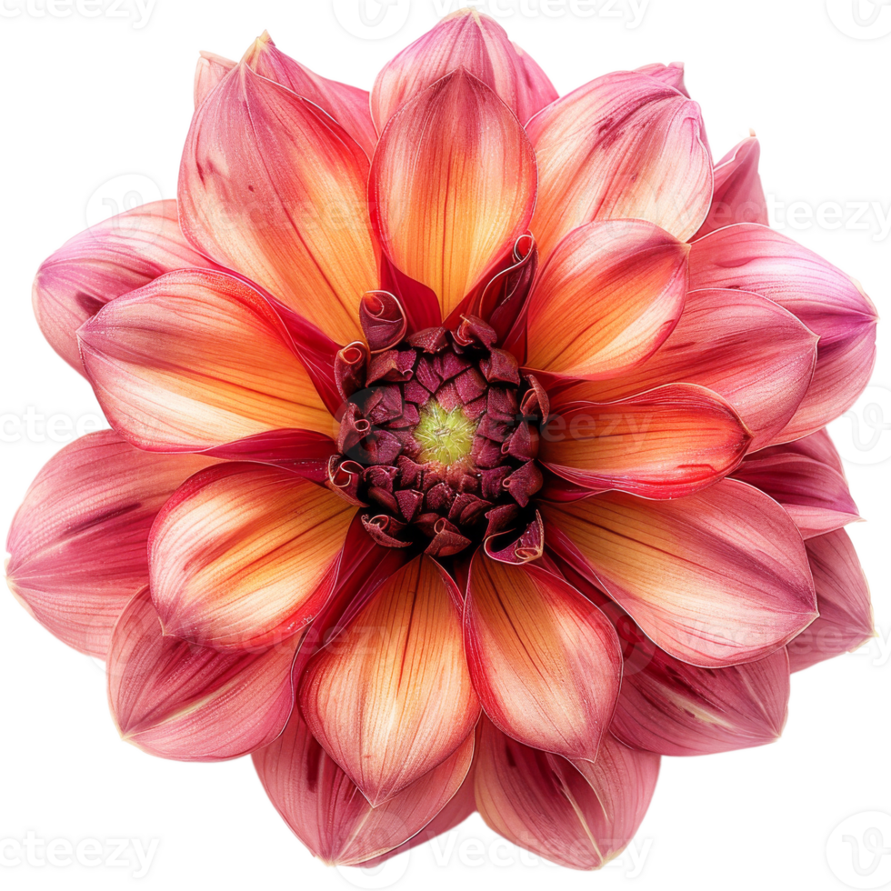 mooi top visie dahlia bloem Aan transparant achtergrond png