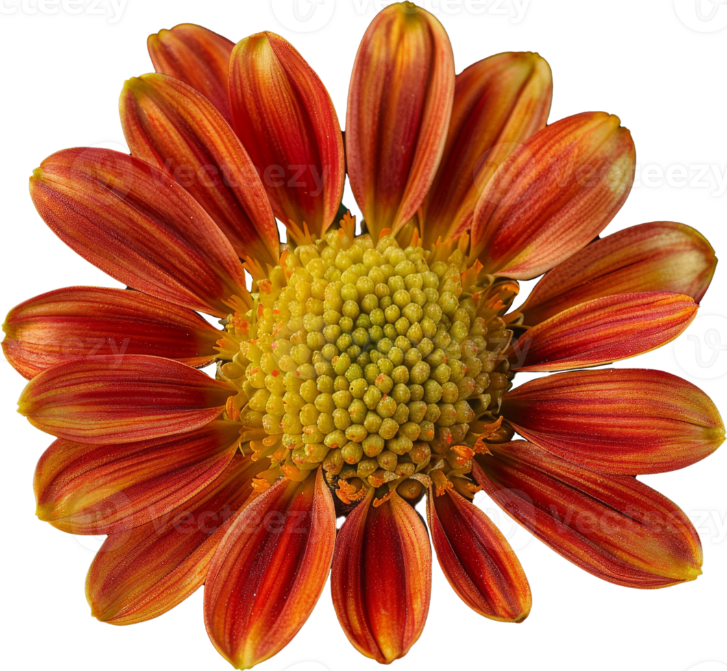 Portrait macro Chrysanthemum flower on transparent background png