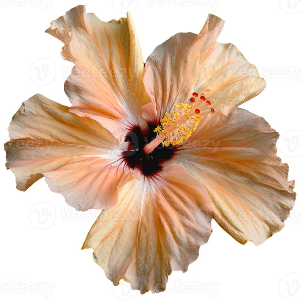 Portrait orange Hibiscus flower on transparent background png