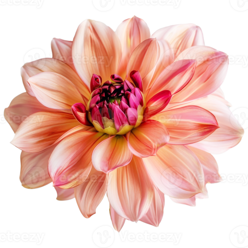 Beautiful dahlia flower on transparent background png