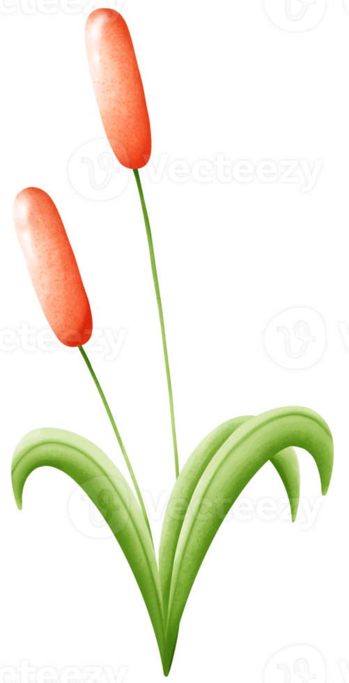 Orange grass flower png