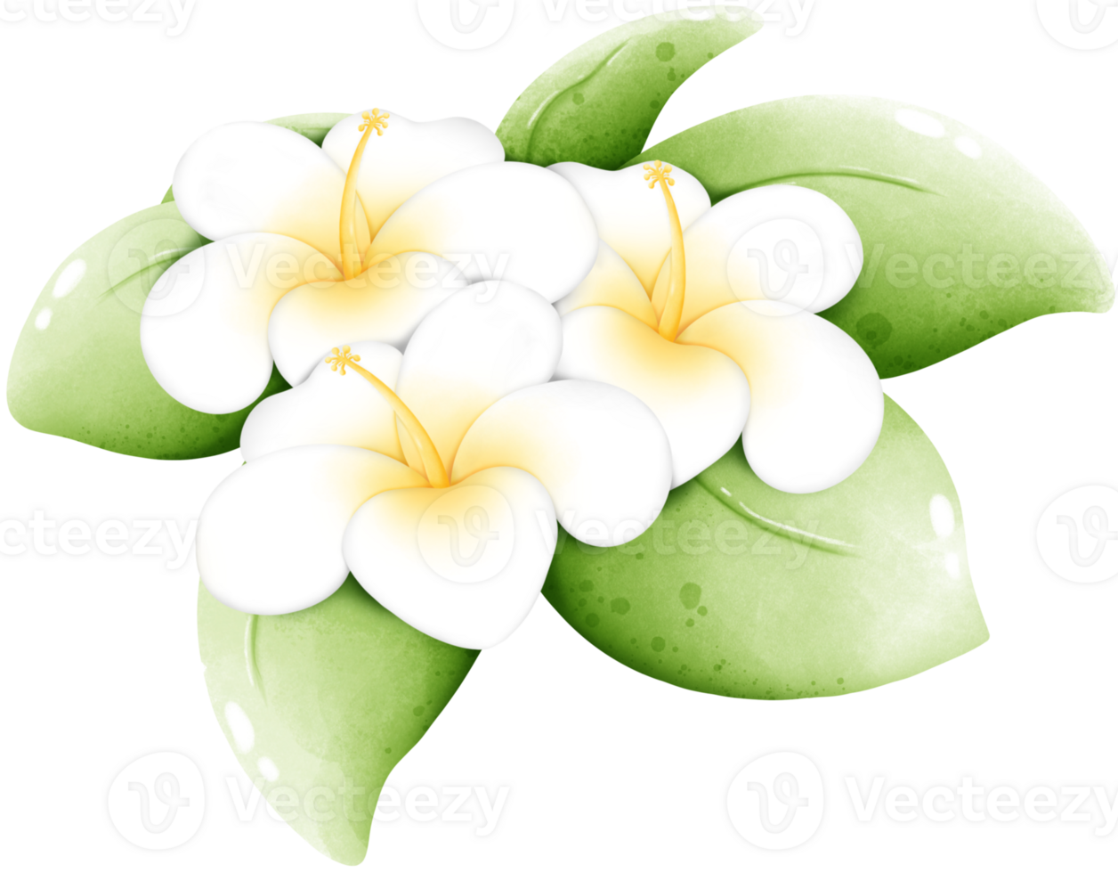 Frangipani flowers in full bloom png