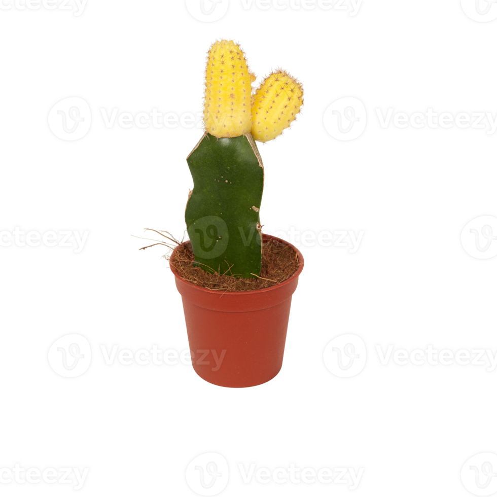 cactus in a pot cut out isolated transparent background png