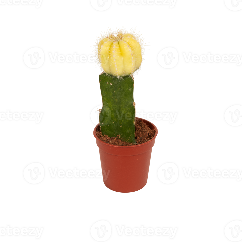 cactus in a pot cut out isolated transparent background png