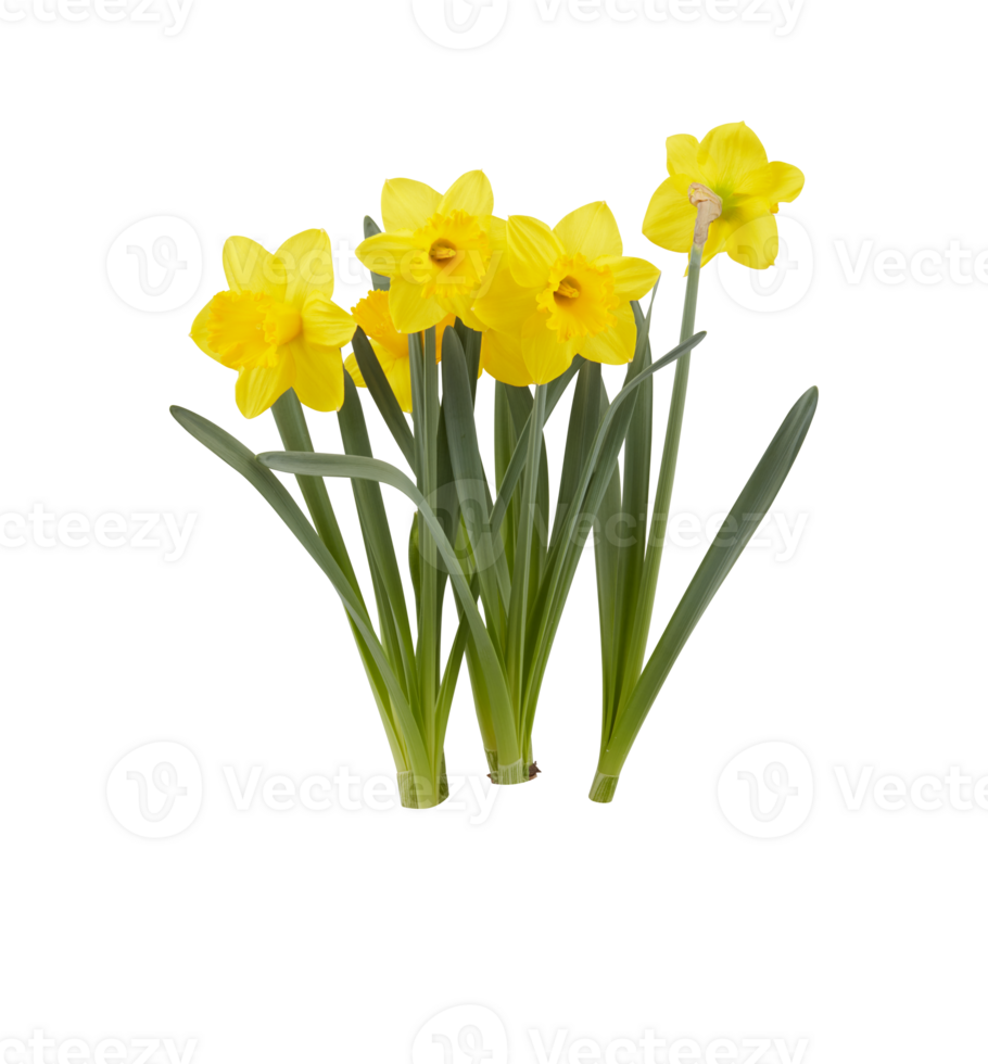 fresh flowers cut out isolated transparent background png