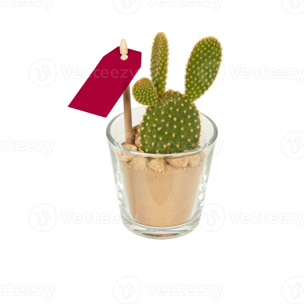 cactus in a pot cut out isolated transparent background png