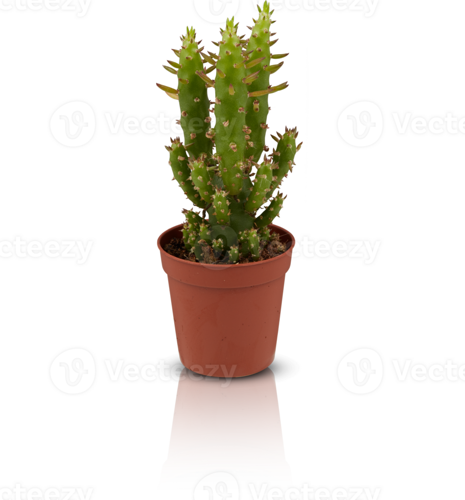 cactus in a pot cut out isolated transparent background png