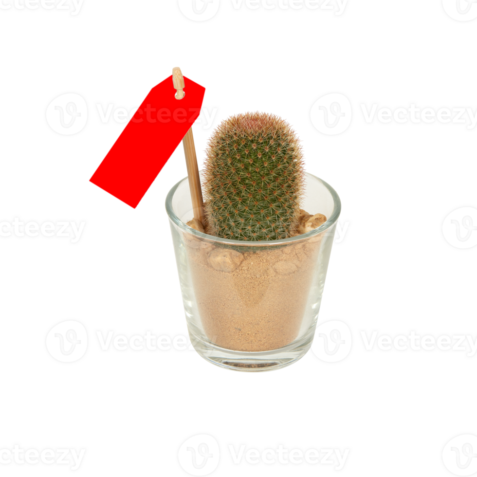 cactus in a pot cut out isolated transparent background png