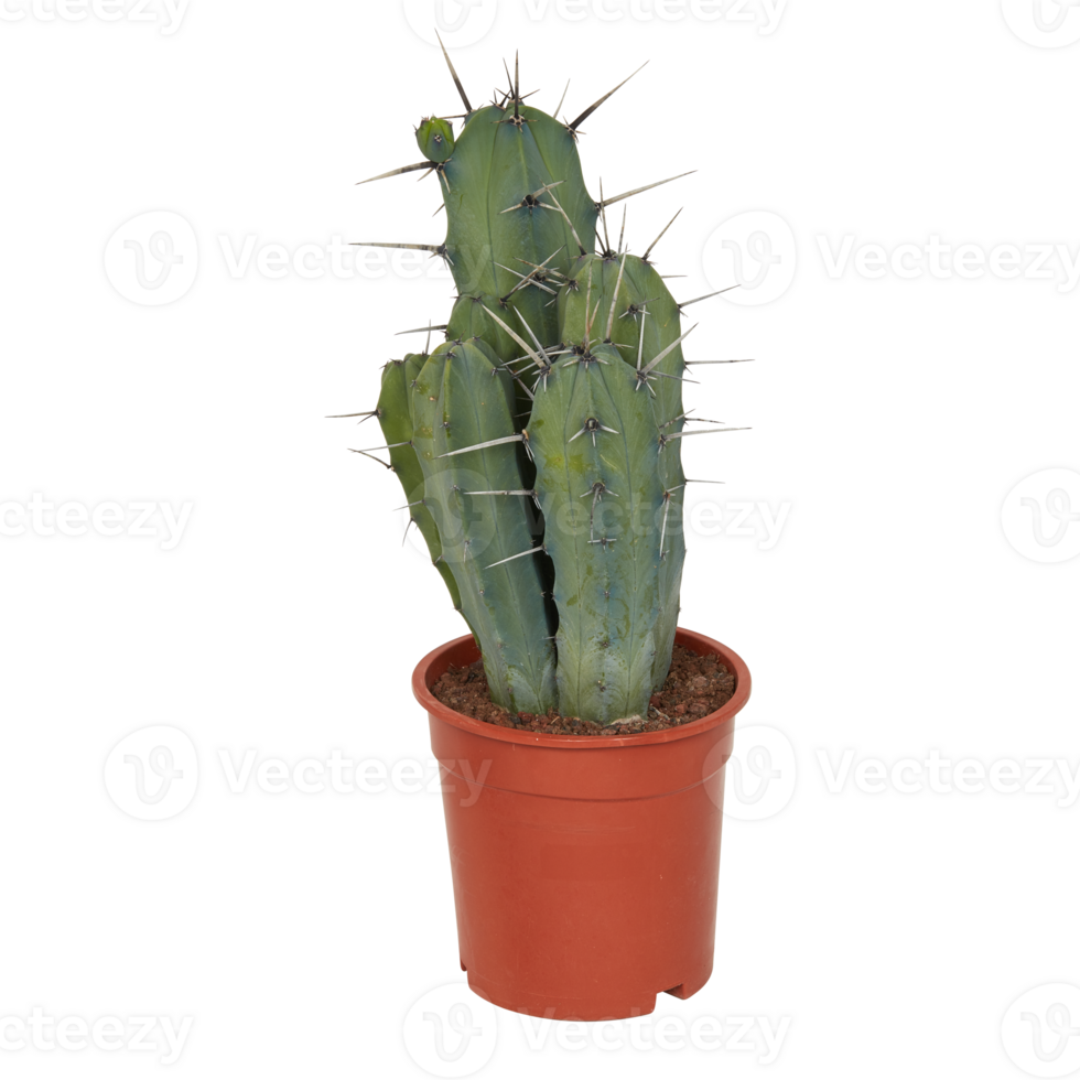 cactus in a pot cut out isolated transparent background png