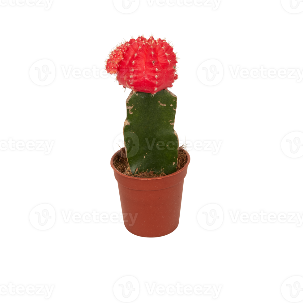 cactus in a pot cut out isolated transparent background png