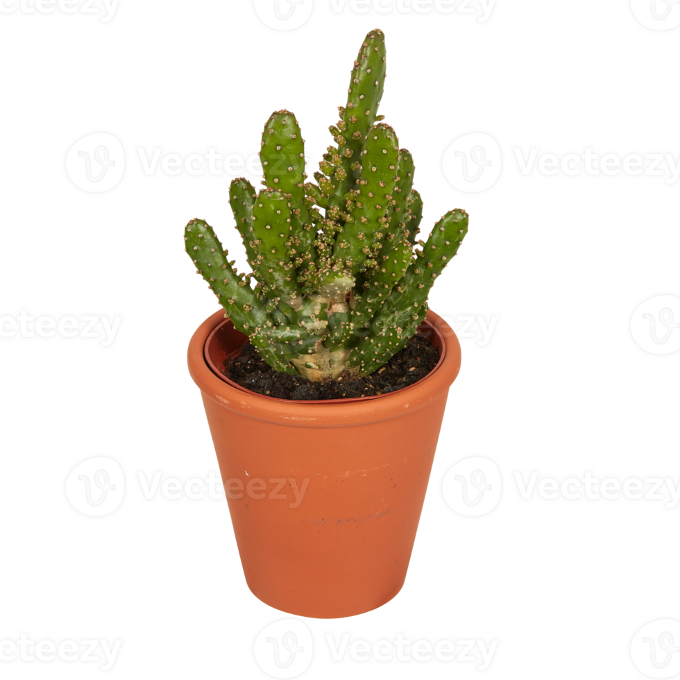 cactus in a pot cut out isolated transparent background png