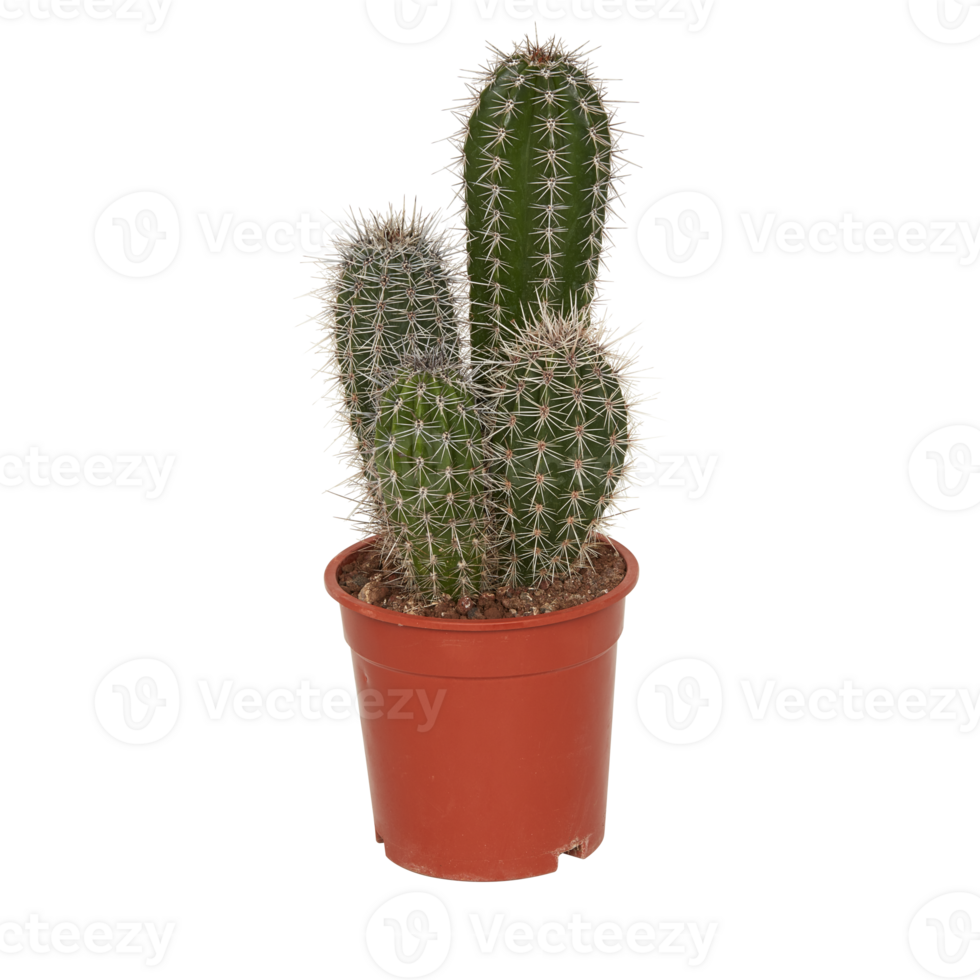 cactus in a pot cut out isolated transparent background png