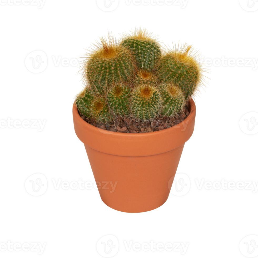 cactus in a pot cut out isolated transparent background png