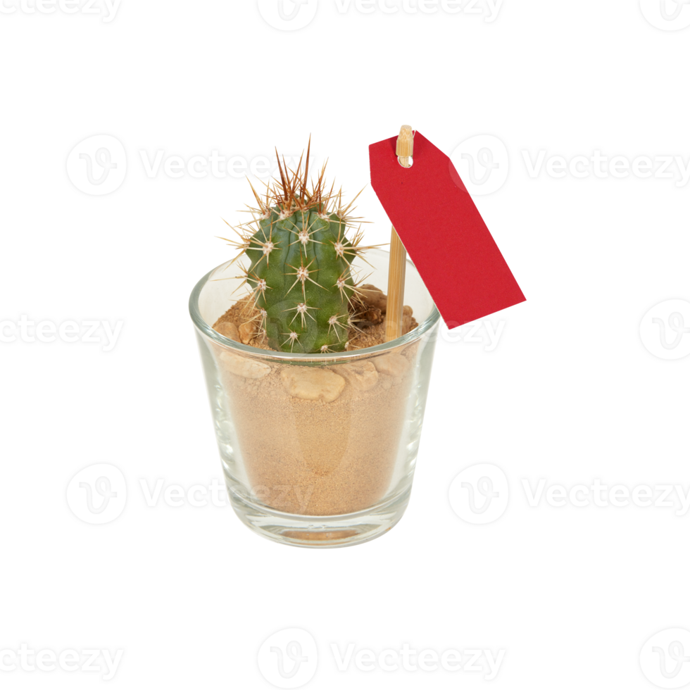 cactus in a pot cut out isolated transparent background png