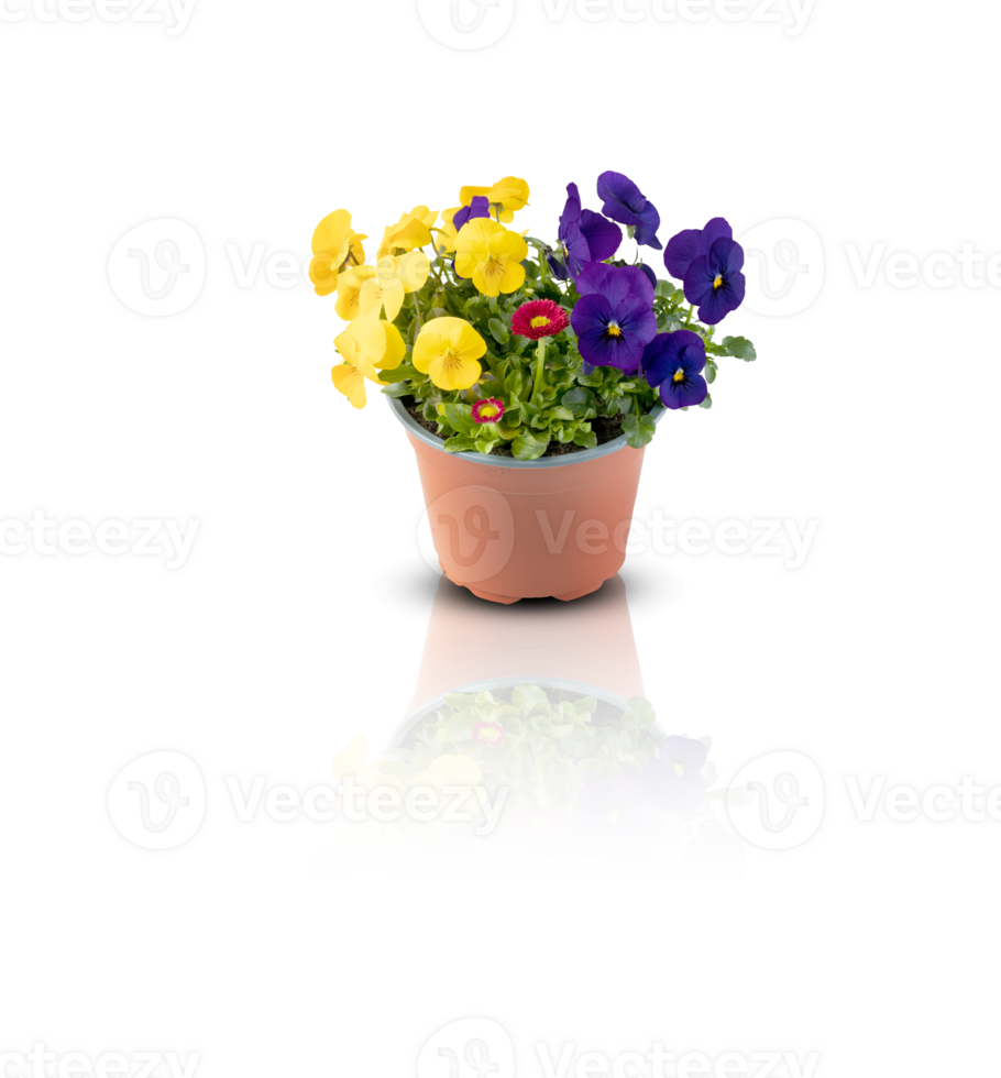 vers bloemen besnoeiing uit geïsoleerd transparant achtergrond png