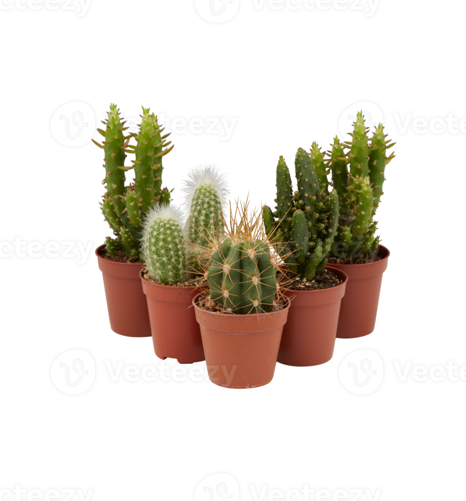 cactus in a pot cut out isolated transparent background png