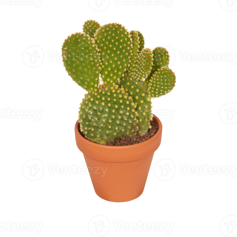 cactus in a pot cut out isolated transparent background png