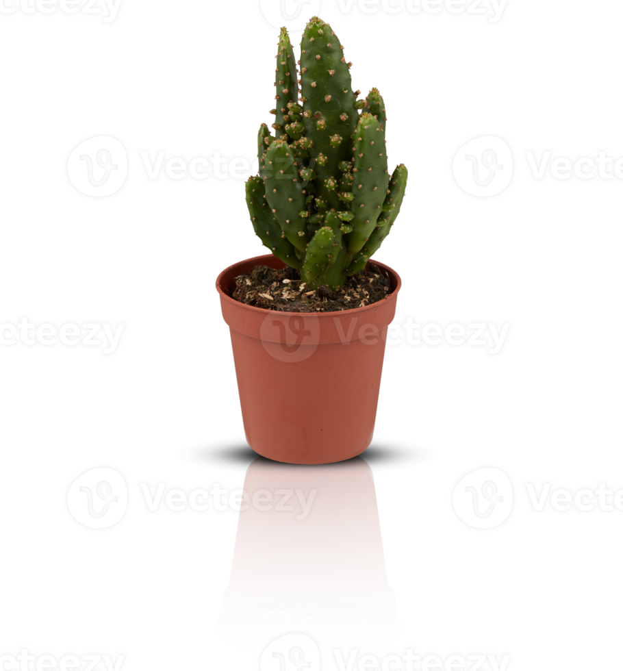 cactus in a pot cut out isolated transparent background png