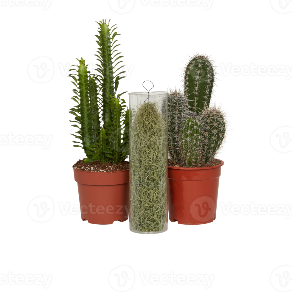 cactus in a pot cut out isolated transparent background png